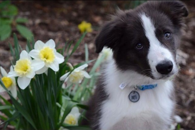 Kevin Rennard, the border collie who died after inhaling a dog treat. 